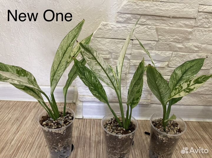 Спатифиллум Gemini, Gaiti, New One, Silver cupido