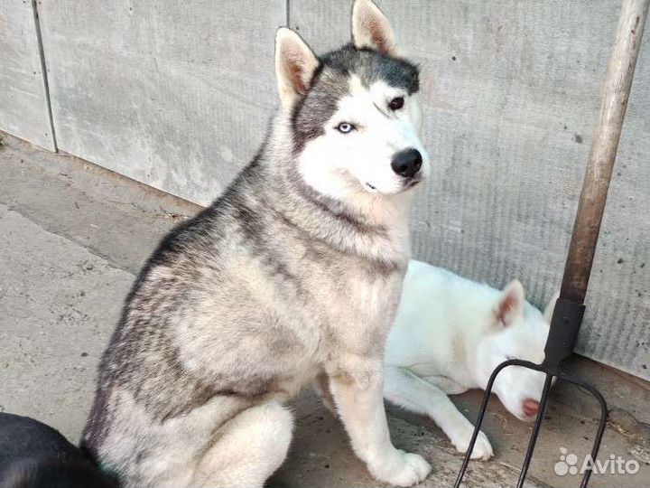 Сибирский хаски