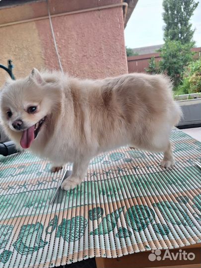 Померанский шпиц вязка девочка