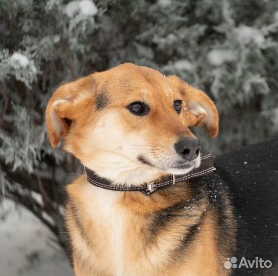 Весёлая ласкуша Джампи в добрые руки