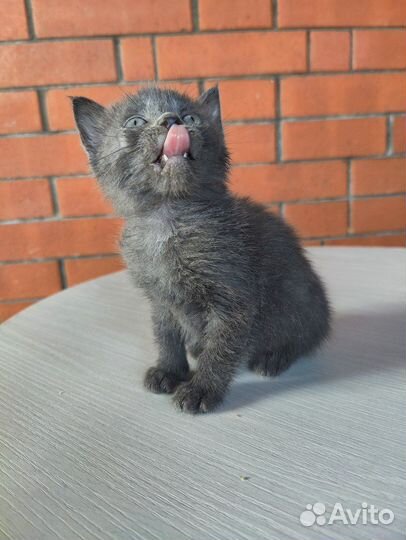 Котенок 1.5 месяца