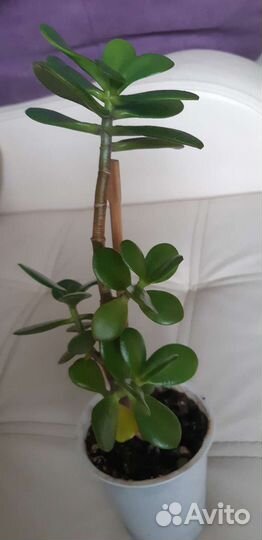 Растения комнатные