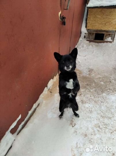 Маленькая собака в добрые руки бесплатно