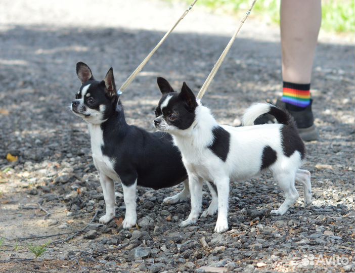 Чихуахуа девочки