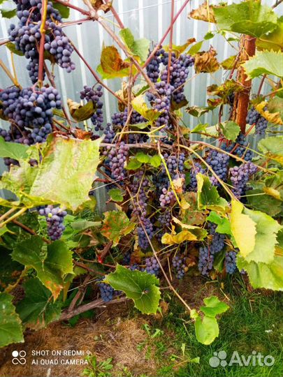 Саженцы винограда