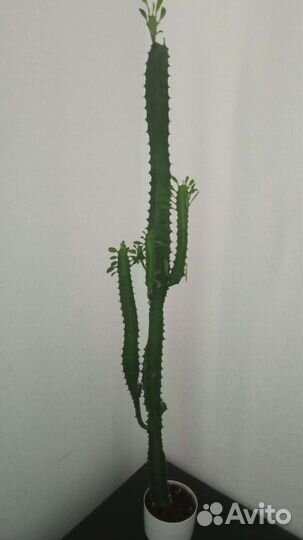 Молочай трехгранный (Эуфорбия) более 85см