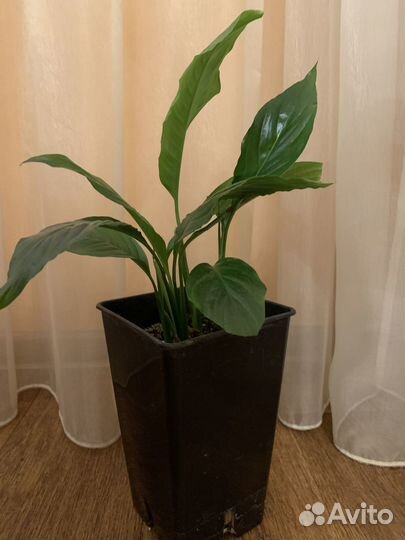 Спатифиллум (Женское счастье)