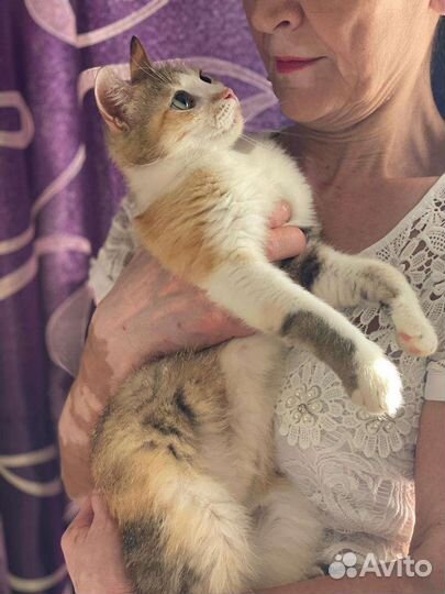 Кошка в добрые руки