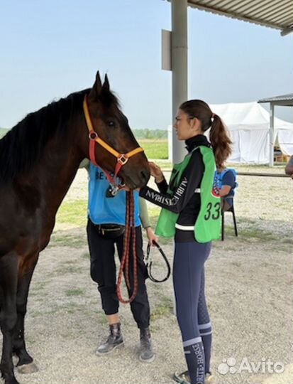 Продажа лошадей