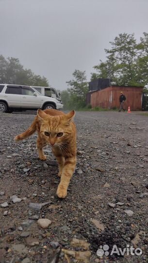 Кот Федя