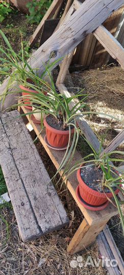 Хлорофитум