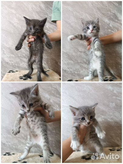Котята британцы