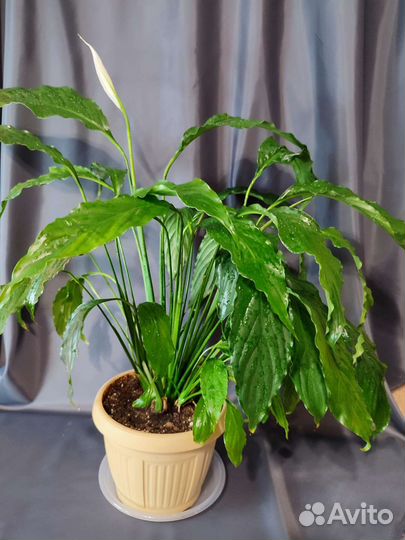 Спатифиллум