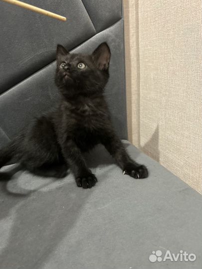 Котик в добрые ручки
