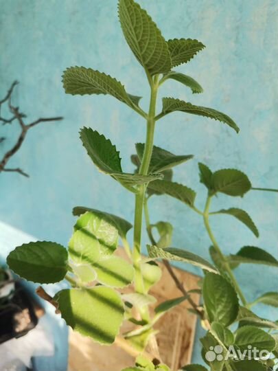 Мята домашняя