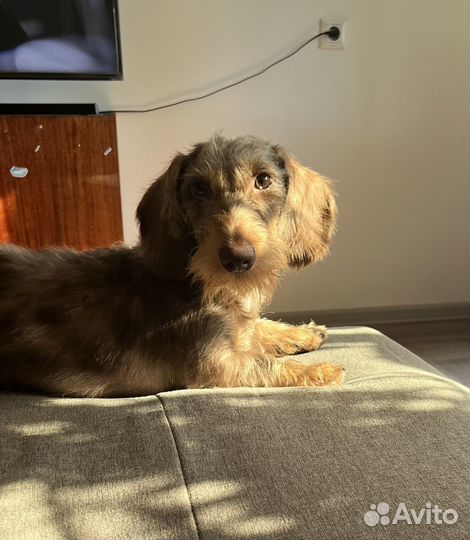 Вязка собак такса