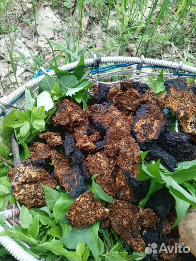 Чага/Трутовик