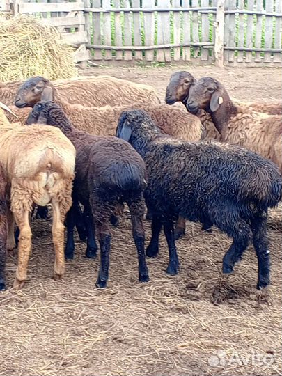 Продается баранчики гесарской породы