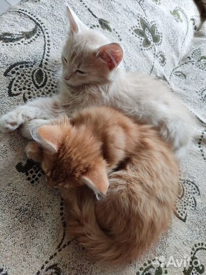 Котята бесплатно