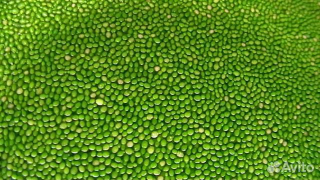 Растительный корм для рыб Вольфия