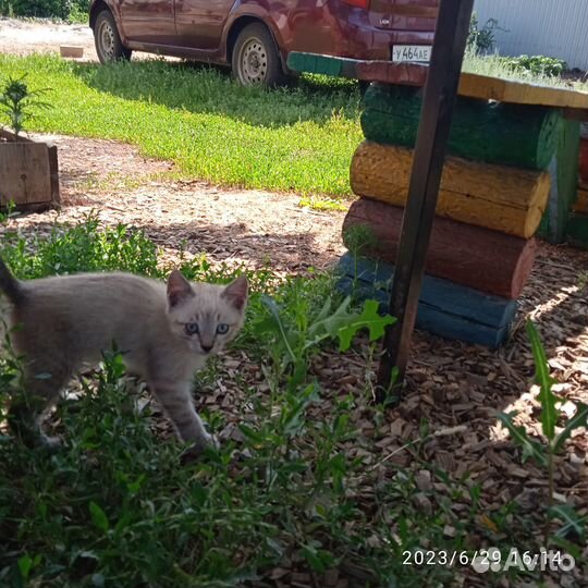 Котята