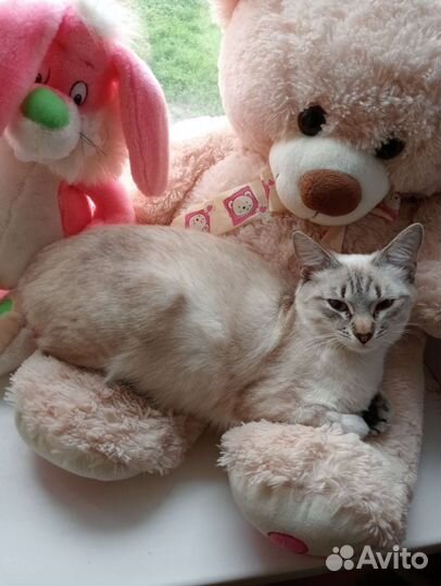 Тайская кошка