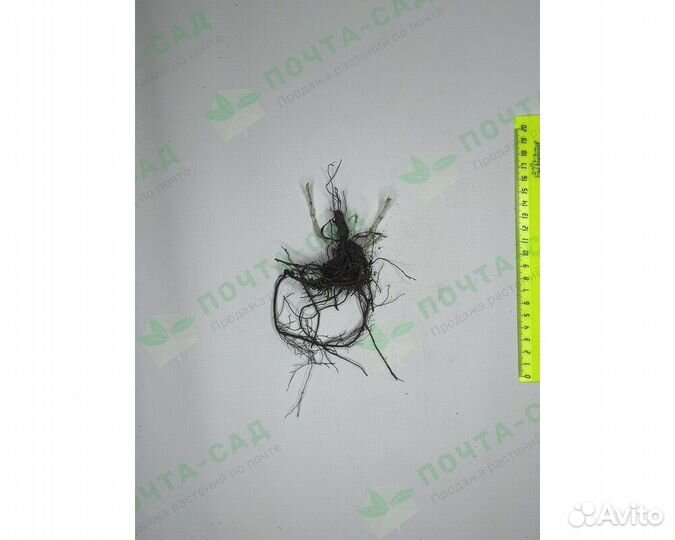 Флокс метельчатый Red Riding Hood