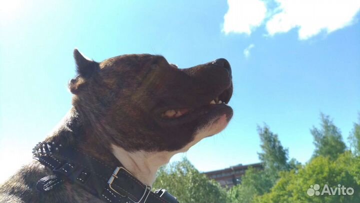 Вязка питбультерьера