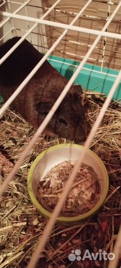 В дар морская свинка