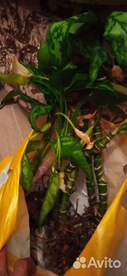 Отростки дифенбахии