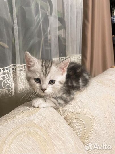 Шотландская