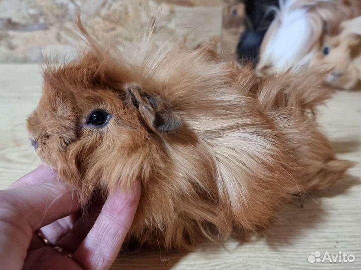 Морская свинка опт и розница