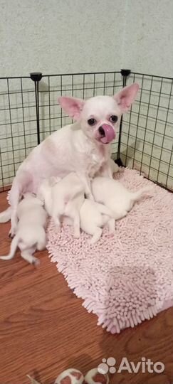 Щенки чихуахуа