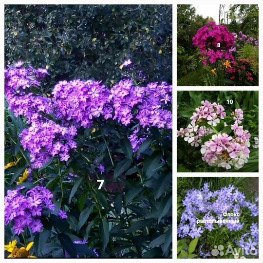Флокс метельчатый. Пион 
