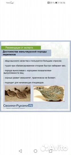 Перепела инкубационное яйцо