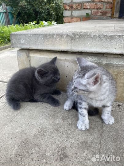 Котята в добрые руки мальчики