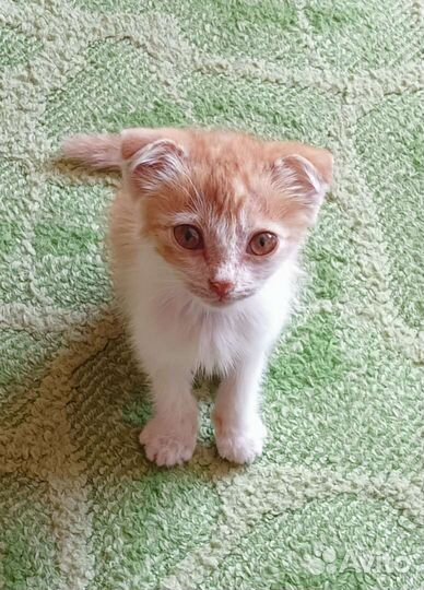 Вислоухие котята в добрые руки бесплатно