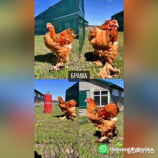 Инкубационное яйцо брама палевая