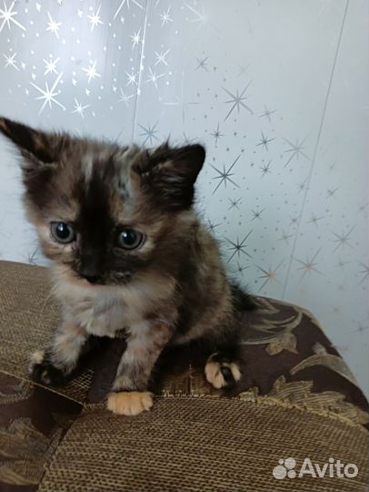 Кошки в добрые руки