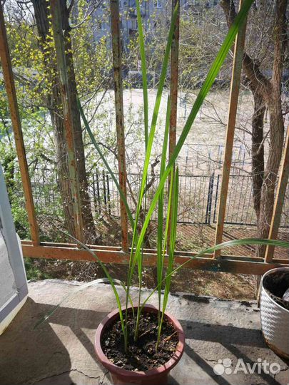 Финиковое дерево