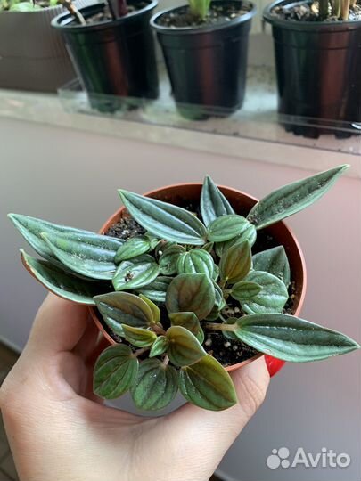 Пеперомия Россо