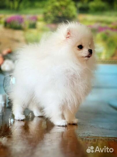 Супер мини девочка