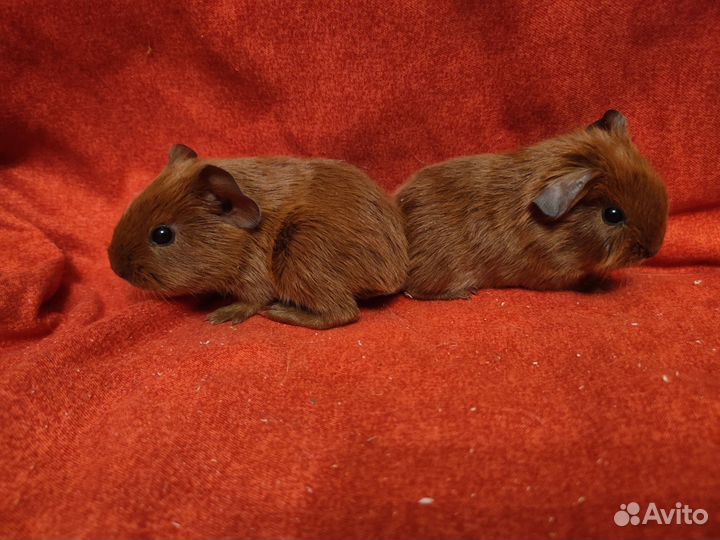 Малыши Селфы морской свинки