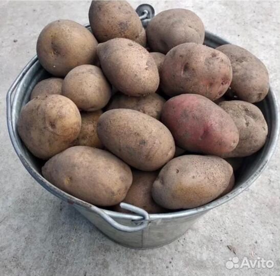 Овощи фрукты