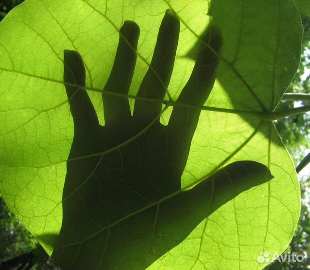 Семена катальпы прекрасной