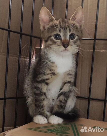 Две красивенные мелочушки 1,5 мес