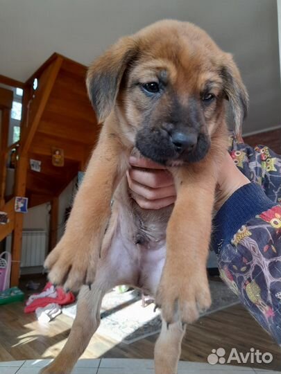 Прекрасные щенки в добрые руки