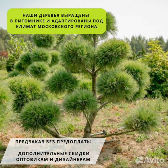 Сосна веймутова Radiata
