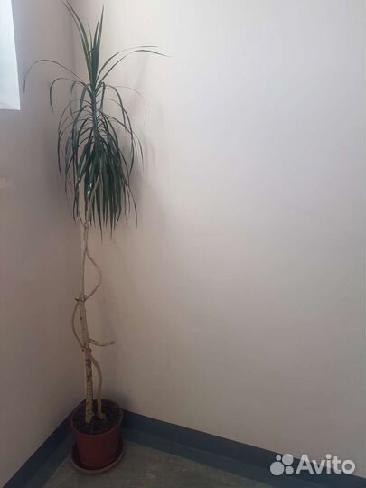 Пальма драцена большая от 1,9 м