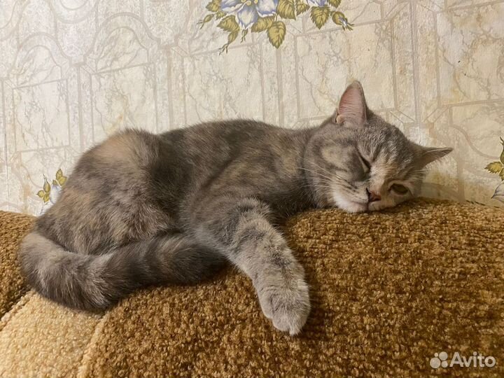 Кошка в добрые руки